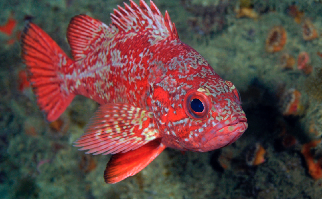 Vermilion Rockfish California Sea Grant